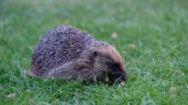 Kirpi, Eulipotyphlan familyasından Erinaceinae familyasından bir memeli türü..