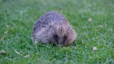 Kirpi, Eulipotyphlan familyasından Erinaceinae familyasından bir memeli türü..