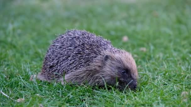 Jezevec Kterýkoli Ostnatých Savců Podčeledi Erinaceinae Čeledi Erinaceidae — Stock video