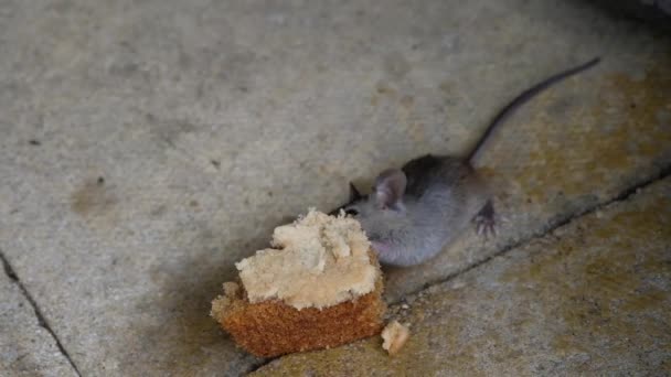 Souris Domestique Est Petit Mammifère Ordre Des Rodentia Caractérisé Par — Video