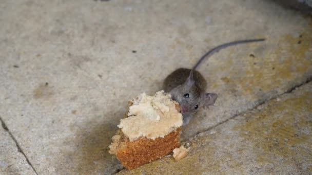 Mysz Domowa Jest Małym Ssakiem Zakonu Rodentia Charakteryzującym Się Spiczastym — Wideo stockowe