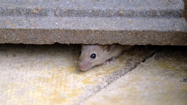 House Mouse Small Mammal Order Rodentia Characteristically Having Pointed Snout — Stock Video