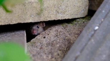 Ev faresi, sivri burunlu, büyük yuvarlak kulaklı ve uzun ve kıllı kuyruklu kemirgen türünden küçük bir memeli türüdür. Mus cinsinin en bol bulunan türlerinden biridir.