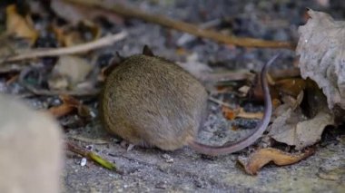 Ev faresi, sivri burunlu, büyük yuvarlak kulaklı ve uzun ve kıllı kuyruklu kemirgen türünden küçük bir memeli türüdür. Mus cinsinin en bol bulunan türlerinden biridir.