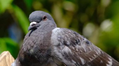 Vahşi doğaya geri döndü yerli güvercinleri türetilmiştir güvercinler de denilen şehir güvercinler, Şehir güvercinleri veya sokak güvercinleri, yabani güvercin mi
