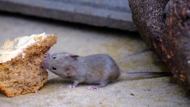Домашняя Мышь Является Мелким Млекопитающим Порядка Rodentia Характерно Имеющим Острый — стоковое видео