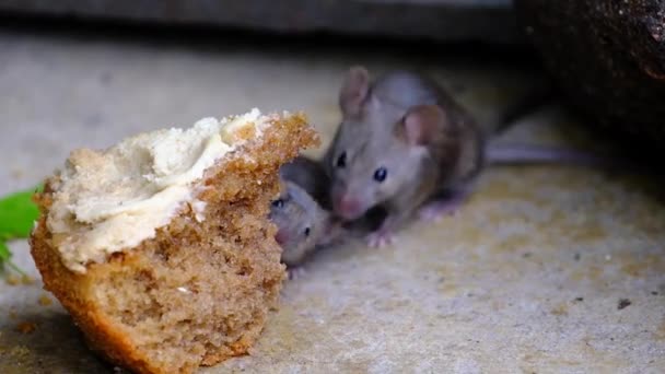 Mysz Domowa Jest Małym Ssakiem Zakonu Rodentia Charakteryzującym Się Spiczastym — Wideo stockowe