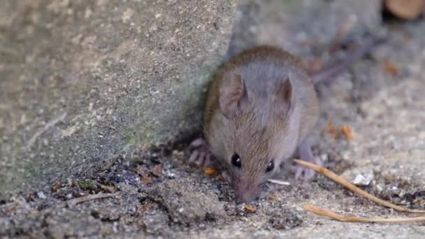 Домашняя Мышь Является Мелким Млекопитающим Порядка Rodentia Характерно Имеющим Острый — стоковое видео