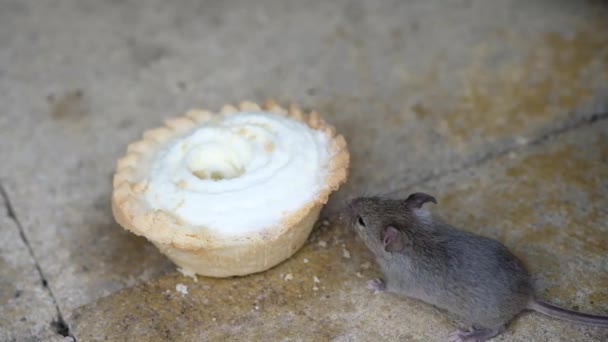 Domácí Myš Malý Savec Řádu Rodentia Typicky Špičatým Čenichem Velkýma — Stock video