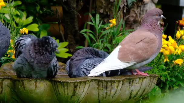 Vahşi Doğaya Geri Döndü Yerli Güvercinleri Türetilmiştir Güvercinler Denilen Şehir — Stok video