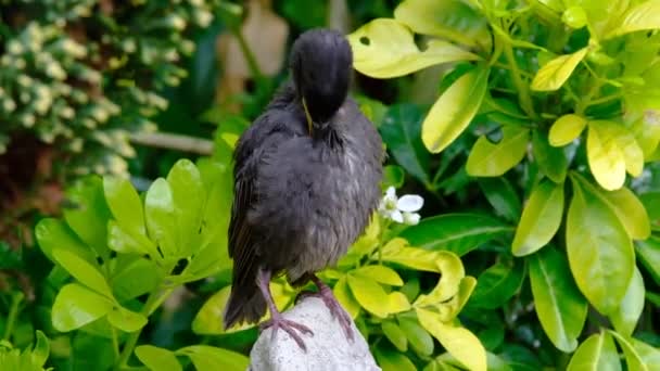 Νεαρό Starling Αστικό Κήπο Σπίτι Περιμένει Τραφεί — Αρχείο Βίντεο