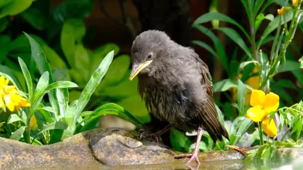 城市家庭花园里的小Starling等着被喂食 — 图库视频影像