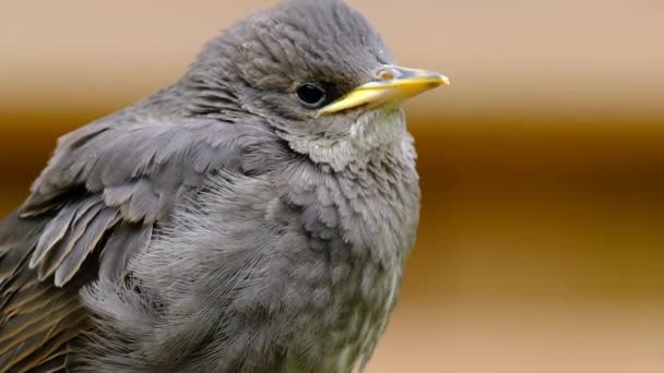 城市家庭花园里的小Starling等着被喂食 — 图库视频影像