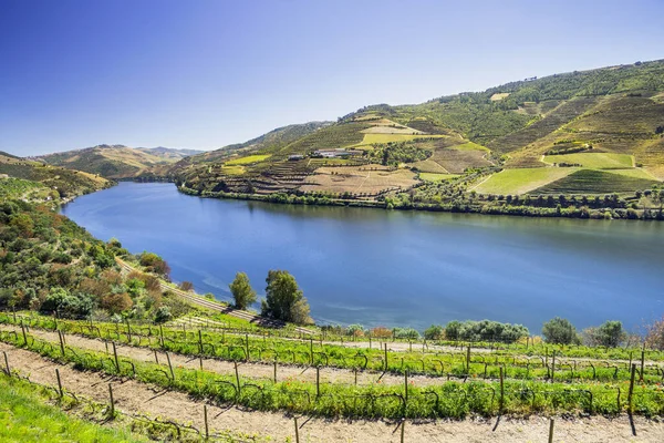 Vale Douro Vinhas Paisagem Perto Pinhao Portugal — Fotografia de Stock