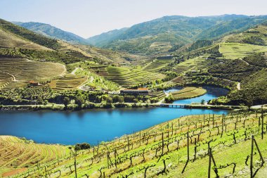 Douro Valley. Vineyards and landscape near Pinhao, Portugal clipart