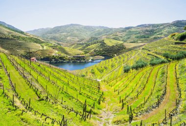 Douro Vadisi. Pinhao, Portekiz yakınlarındaki üzüm bağları ve manzaralar