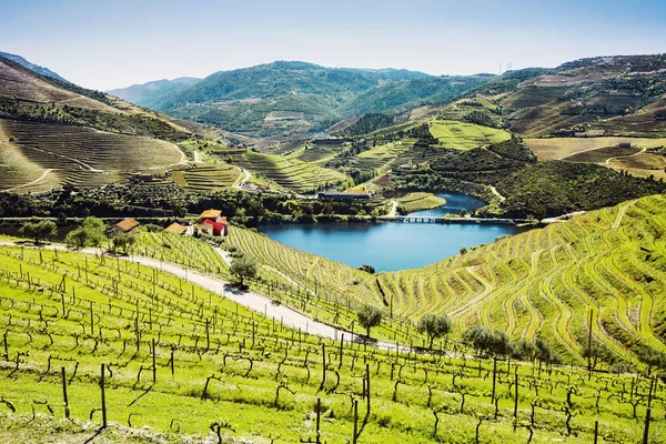 Vale Douro Vinhas Paisagem Perto Pinhao Portugal — Fotografia de Stock