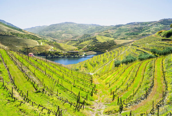 Douro Valley. Vineyards and landscape near Pinhao, Portugal