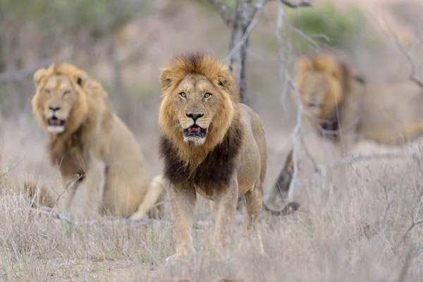 Coalizão Leões Machos Deserto África — Fotografia de Stock