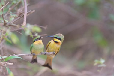 Arı yiyen anne bir dala tünemiş yavruyu besliyor, Avrupalı arı yiyici.