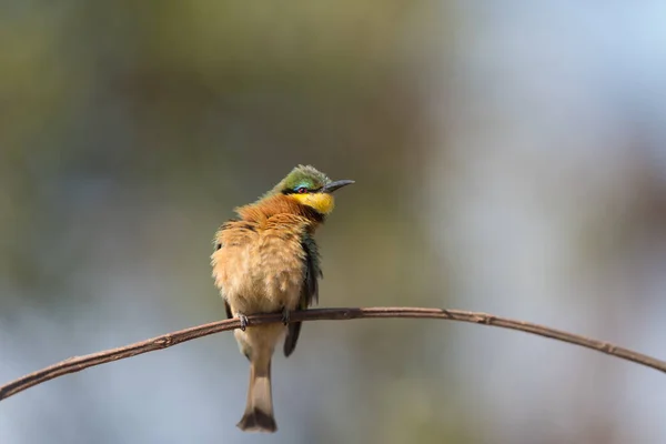 Bijeneter Vogel Neergestreken Een Tak Europese Bijeneter — Stockfoto