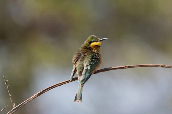 Arı yiyen kuş bir dala tünemiş, Avrupa arısı yiyici