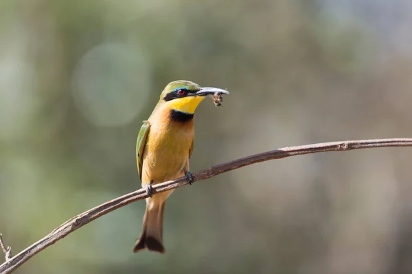 Abeja Devoradora Pájaro Encaramado Una Rama Abejero Europeo —  Fotos de Stock