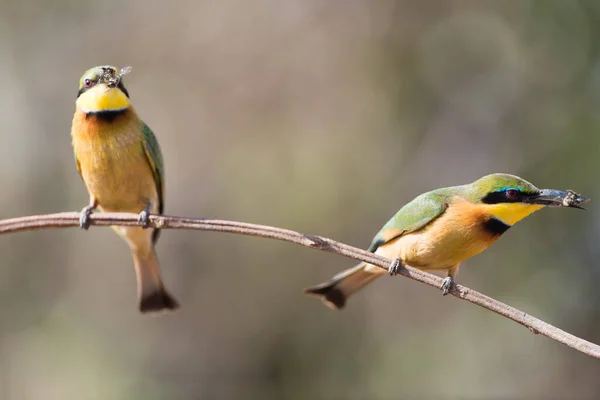 Dois Pássaro Comedor Abelhas Empoleirado Ramo Comedor Abelhas Europeu — Fotografia de Stock