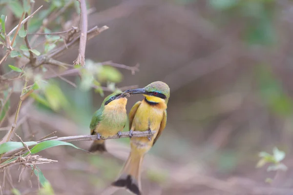 Abeja Comedor Pájaro Mamá Alimentación Polluelo Encaramado Una Rama Europeo —  Fotos de Stock