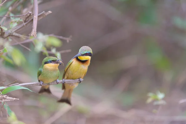 Arı yiyen anne bir dala tünemiş yavruyu besliyor, Avrupalı arı yiyici.