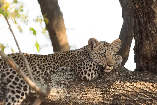 Baby leopard resting on tree, leopard cub in the wilderness of Africa