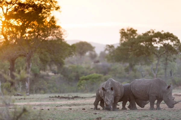 White Rhino in the wilderness of Africa