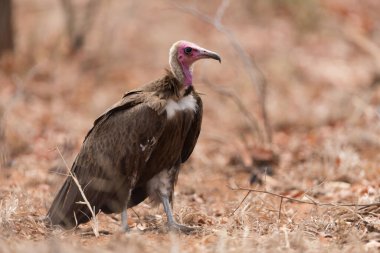 Afrika'nın ıssız lığında akbaba