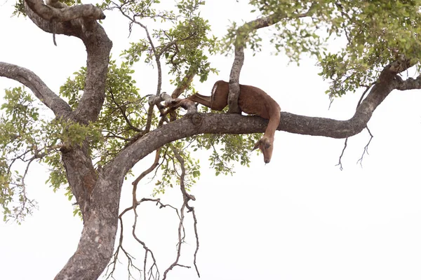 Vahşi doğada Impala leşi.