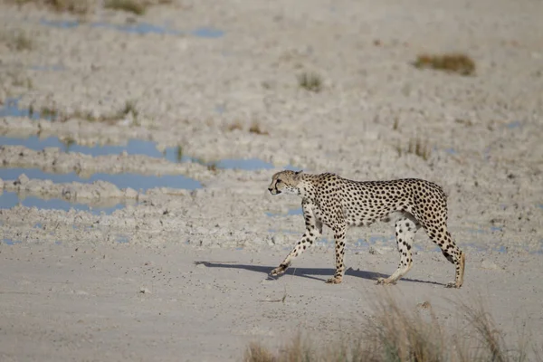 Afrika 'nın vahşi doğasında çita