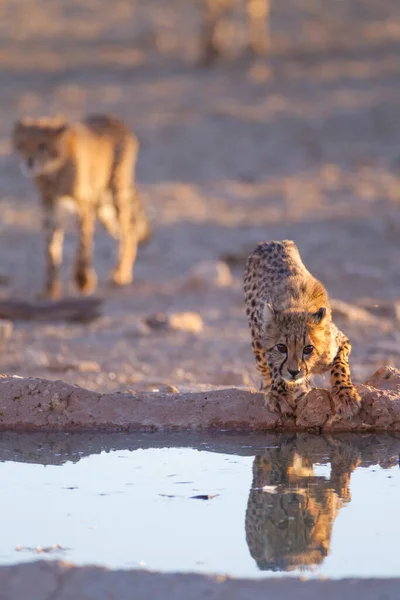 Afrika Nın Vahşi Doğasında Çita Yavruları — Stok fotoğraf