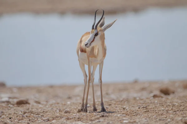 Gazela Deserto África — Fotografia de Stock