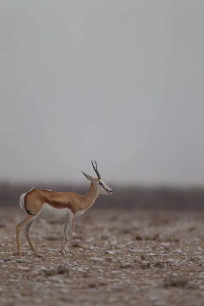 Gazelle Dans Désert Afrique — Photo