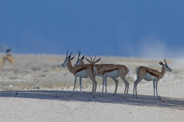 Gazelle Nel Deserto Dell Africa — Foto Stock