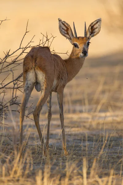 Gazelle Desierto África —  Fotos de Stock