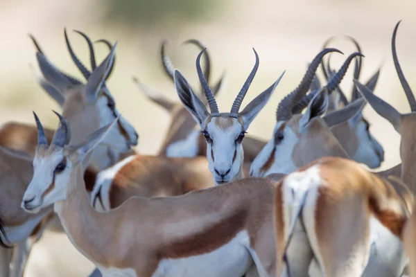 Afrika Nın Vahşi Ortamında Ceylan — Stok fotoğraf