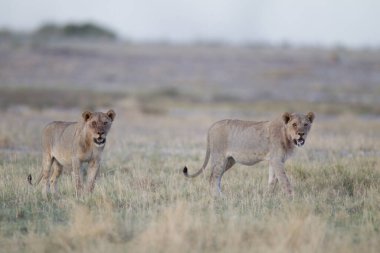Afrika 'nın vahşi doğasında dişi aslan