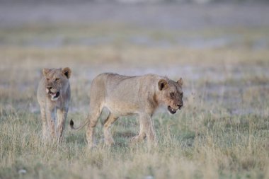 Afrika 'nın vahşi doğasında dişi aslan