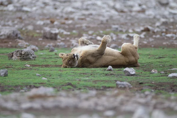 非洲荒野中的母狮 — 图库照片