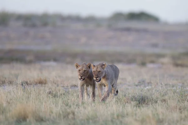 Afrika 'nın vahşi doğasında dişi aslan