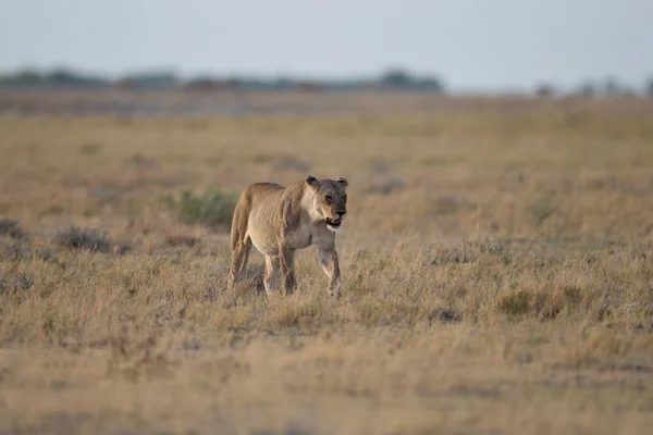 Afrika 'nın vahşi doğasında dişi aslan