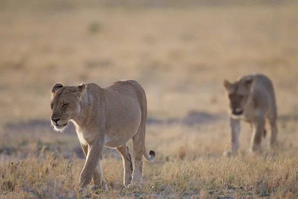 Leone Femmina Nel Deserto Dell Africa — Foto Stock