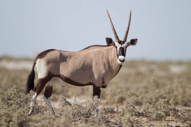 Afrika 'nın vahşi doğasında Afrika antilobu mücevheri