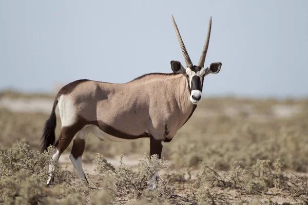 非洲荒野中的Oryx Gemsbok — 图库照片