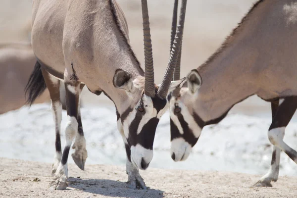 Afrika 'nın vahşi doğasında Afrika antilobu mücevheri